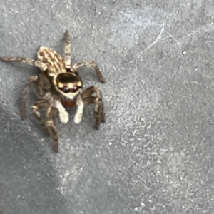 Maratus griseus at Canberra, ACT - 7 Jun 2023 12:12 PM