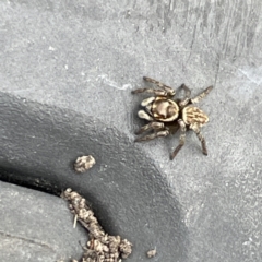 Maratus griseus at Canberra, ACT - 7 Jun 2023 12:12 PM