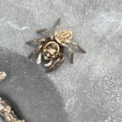 Maratus griseus at Canberra, ACT - 7 Jun 2023 12:12 PM