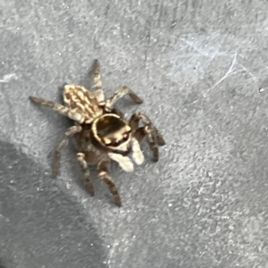 Maratus griseus at Canberra, ACT - 7 Jun 2023 12:12 PM