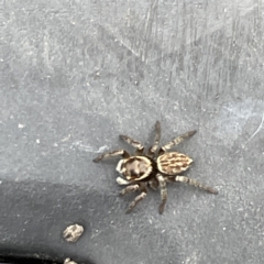 Maratus griseus at Canberra, ACT - 7 Jun 2023 12:12 PM