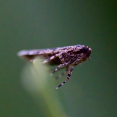 Dipsiathus pallidifrons (Achilid planthopper) at Florey, ACT - 18 Apr 2023 by KorinneM