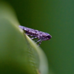 Dipsiathus pallidifrons at Florey, ACT - 18 Apr 2023