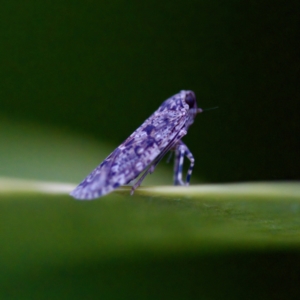 Dipsiathus pallidifrons at Florey, ACT - 18 Apr 2023