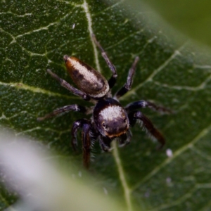 Opisthoncus grassator at Florey, ACT - 23 Apr 2023