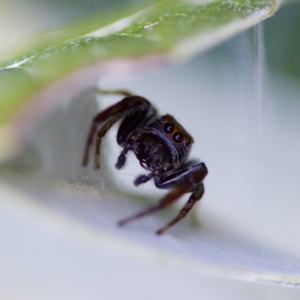 Opisthoncus grassator at Florey, ACT - 23 Apr 2023