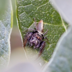 Opisthoncus grassator at Florey, ACT - 23 Apr 2023