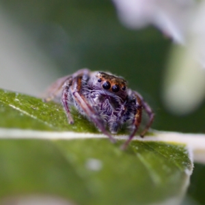 Opisthoncus grassator at Florey, ACT - 23 Apr 2023