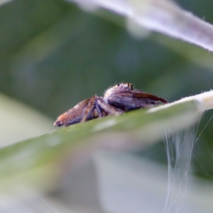 Opisthoncus grassator at Florey, ACT - 23 Apr 2023