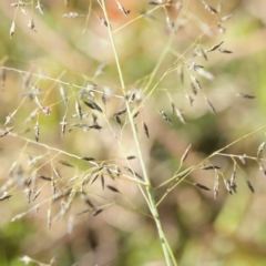 Eragrostis curvula (African Lovegrass) at Sullivans Creek, Turner - 6 May 2023 by ConBoekel