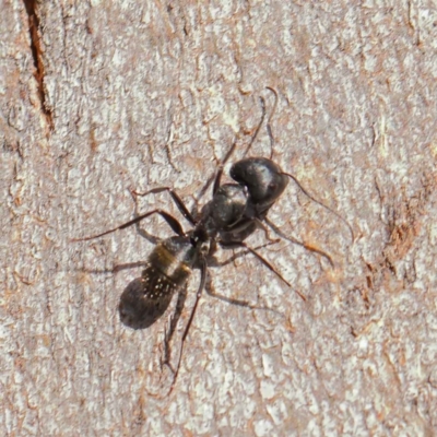 Camponotus aeneopilosus (A Golden-tailed sugar ant) at Sullivans Creek, Turner - 6 May 2023 by ConBoekel
