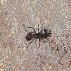 Camponotus aeneopilosus at Turner, ACT - 6 May 2023 04:12 PM