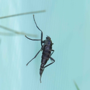 Boreoides subulatus at Turner, ACT - 6 May 2023