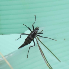 Boreoides subulatus at Turner, ACT - 6 May 2023 04:00 PM