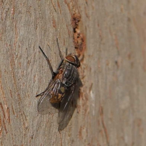 Calliphora stygia at Turner, ACT - 6 May 2023 04:06 PM