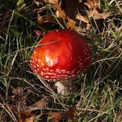 Amanita muscaria (Fly Agaric) at City Renewal Authority Area - 6 May 2023 by ConBoekel