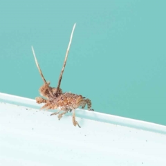 Fulgoroidea sp. (superfamily) (Unidentified fulgoroid planthopper) at Turner, ACT - 6 May 2023 by ConBoekel