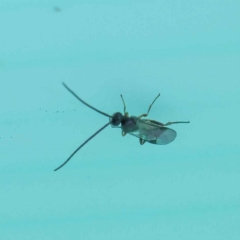Cotesia sp. (genus) (Microgastrine wasp) at Sullivans Creek, Turner - 6 May 2023 by ConBoekel