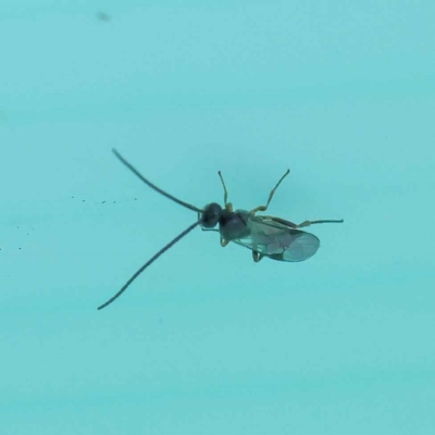 Cotesia sp. (genus) (Microgastrine wasp) at Sullivans Creek, Turner - 6 May 2023 by ConBoekel