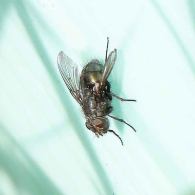 Onesia sp. (genus) (A blow fly) at Sullivans Creek, Turner - 6 May 2023 by ConBoekel