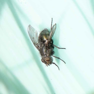 Unidentified Blow fly (Calliphoridae) at suppressed by ConBoekel