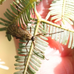 Chiromyza sp. (genus) (A soldier fly) at Sullivans Creek, Turner - 6 May 2023 by ConBoekel