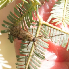 Chiromyza sp. (genus) at Turner, ACT - 6 May 2023