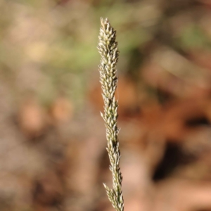 Sporobolus africanus (Parramatta Grass, Rat's Tail Grass) at Turner, ACT by ConBoekel