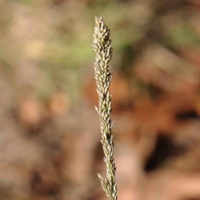 Sporobolus africanus (Parramatta Grass, Rat's Tail Grass) at Sullivans Creek, Turner - 6 May 2023 by ConBoekel