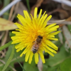 Apis mellifera (European honey bee) at Sullivans Creek, Turner - 6 May 2023 by ConBoekel