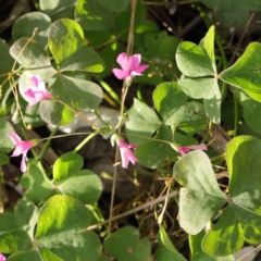 Oxalis articulata (Shamrock) at Sullivans Creek, Turner - 6 May 2023 by ConBoekel