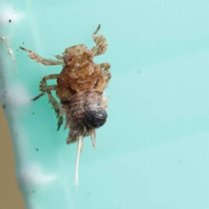 Unidentified Other insect at suppressed by ConBoekel