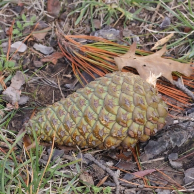 Pinus radiata (Monterey or Radiata Pine) at Sullivans Creek, Turner - 6 May 2023 by ConBoekel