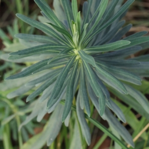 Euphorbia characias at Turner, ACT - 6 May 2023