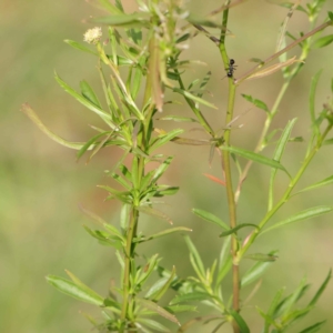 Lepidium africanum at Turner, ACT - 6 May 2023