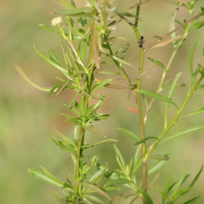 Lepidium africanum (Common Peppercress) at Sullivans Creek, Turner - 6 May 2023 by ConBoekel