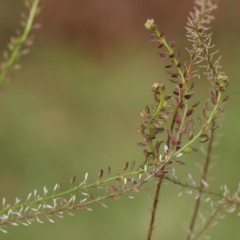 Lepidium africanum at Turner, ACT - 6 May 2023