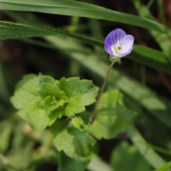 Veronica persica (Creeping Speedwell) at Sullivans Creek, Turner - 6 May 2023 by ConBoekel