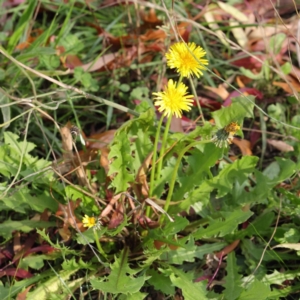 Taraxacum sp. at Turner, ACT - 6 May 2023 03:57 PM