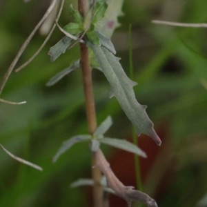 Epilobium billardiereanum (Willowherb) at Turner, ACT by ConBoekel