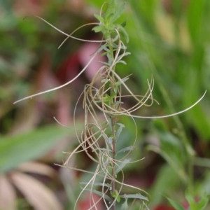 Epilobium billardiereanum at Turner, ACT - 6 May 2023