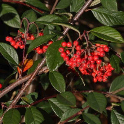 Cotoneaster glaucophyllus (Cotoneaster) at Sullivans Creek, Turner - 6 May 2023 by ConBoekel