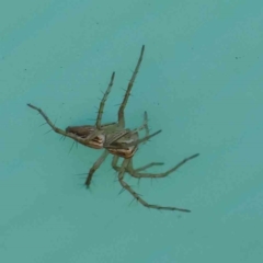 Oxyopes (genus) (Lynx spider) at Turner, ACT - 6 May 2023 by ConBoekel