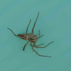 Oxyopes sp. (genus) (Lynx spider) at Turner, ACT by ConBoekel