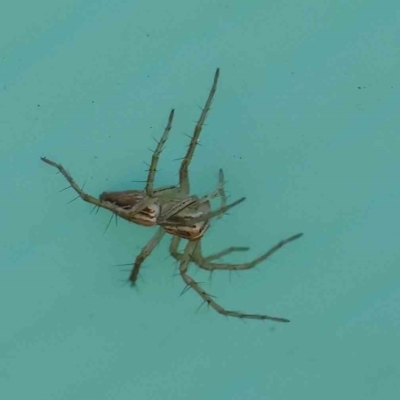 Oxyopes sp. (genus) (Lynx spider) at Sullivans Creek, Turner - 6 May 2023 by ConBoekel