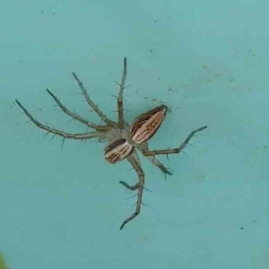 Oxyopes (genus) at Turner, ACT - 6 May 2023 04:10 PM