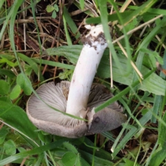 Unidentified Cap on a stem; gills below cap [mushrooms or mushroom-like] at Turner, ACT - 6 May 2023 by ConBoekel