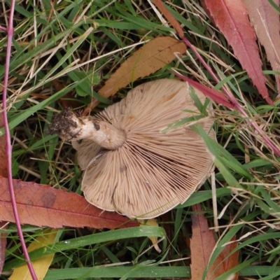 Lepista nuda (Wood Blewit) at Haig Park - 6 May 2023 by ConBoekel