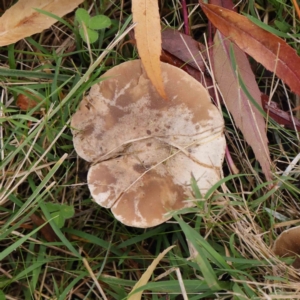 Lepista nuda at Sullivans Creek, Turner - 6 May 2023