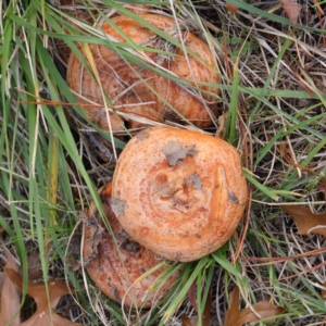 Lactarius deliciosus at Turner, ACT - 6 May 2023 03:54 PM